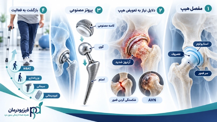 آناتومی مفصل هیپ