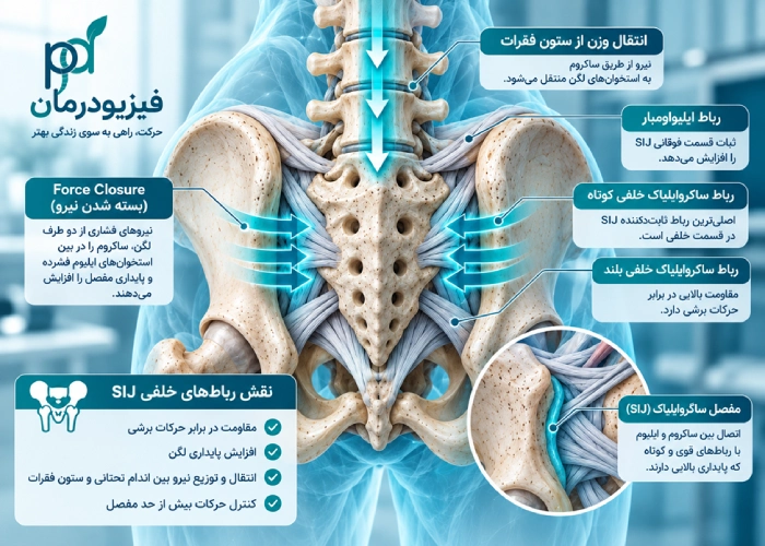 آناتومی عملکردی کمربند لگنی